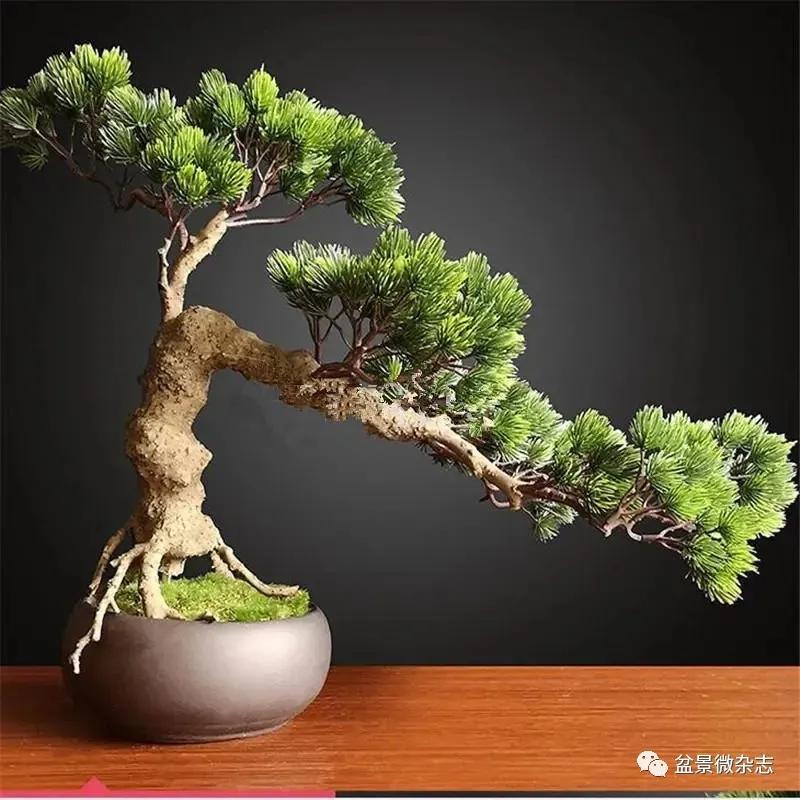 盆中景自然景观,盆中景