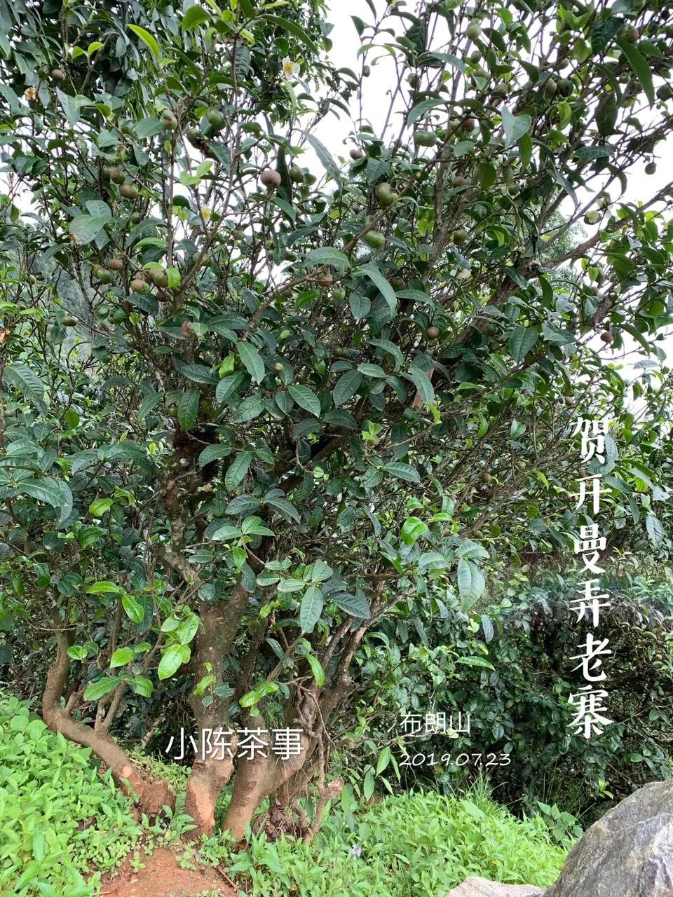 普洱茶古树茶小众山头,普洱茶古树茶与台地茶的区分在哪
