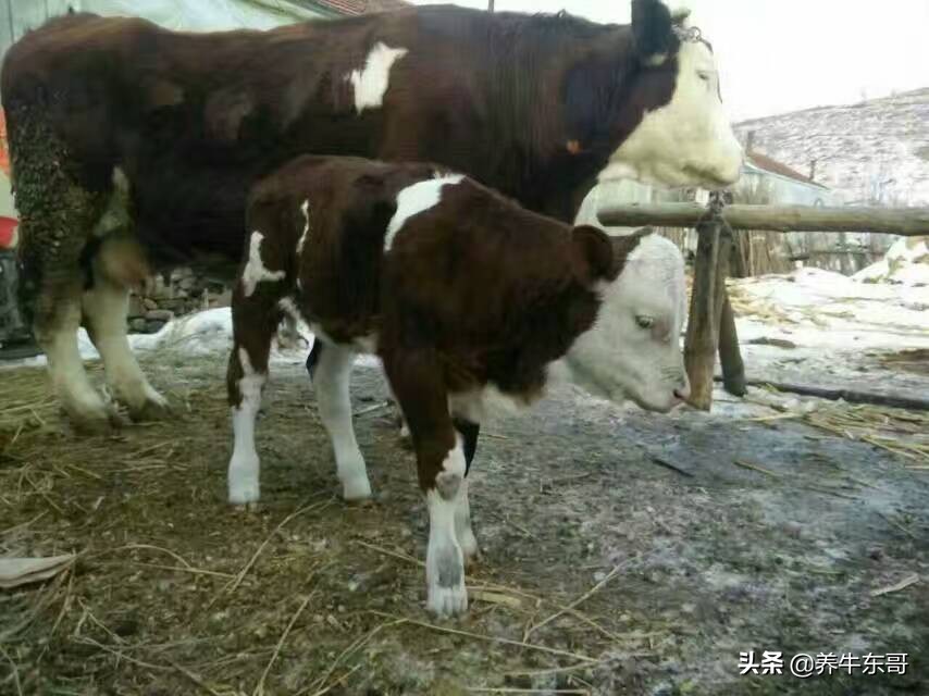 养牛东哥养牛最新视频,养牛东哥完整版