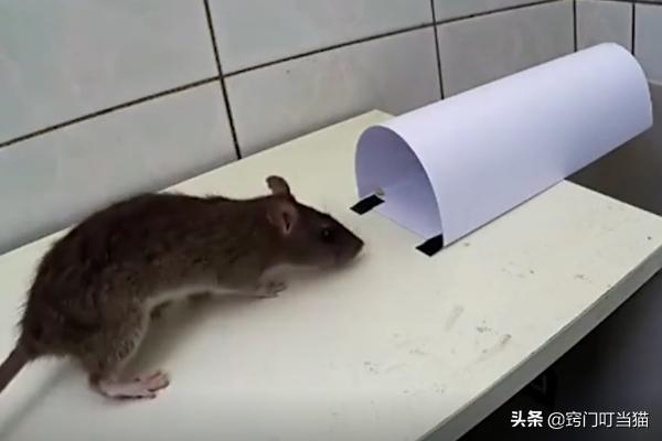 家里怎么抓老鼠最快最好的方法,在家里抓老鼠最有效方法