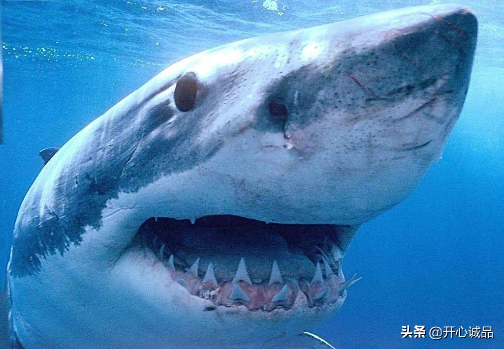 极限追捕猎杀最新消息,极限工作之捕杀鲨鱼