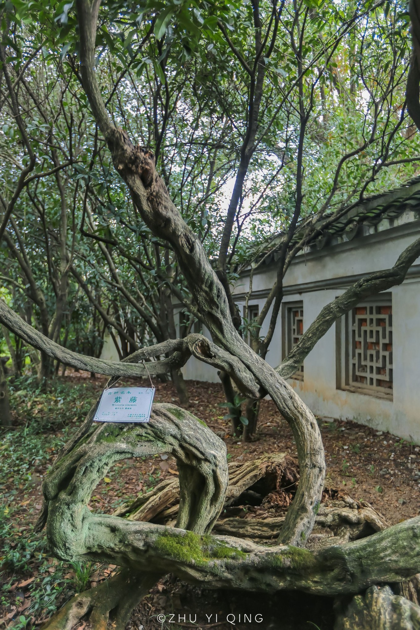 无锡梅园不只能赏梅，初秋近万亩百合花海盛放，小姐姐直呼太美了