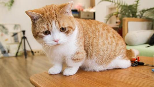 猫咪绝育术后三天不排便,猫咪绝育后护理视频