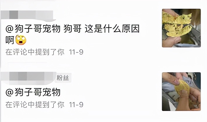 宠物冻干有虫子怎么办,宠物冻干长虫了还能吃吗