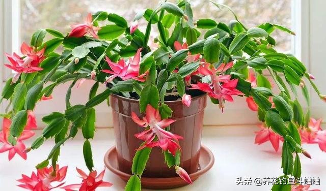 蟹爪兰花缺肥叶片会打蔫吗,蟹爪兰花苞少怎么办