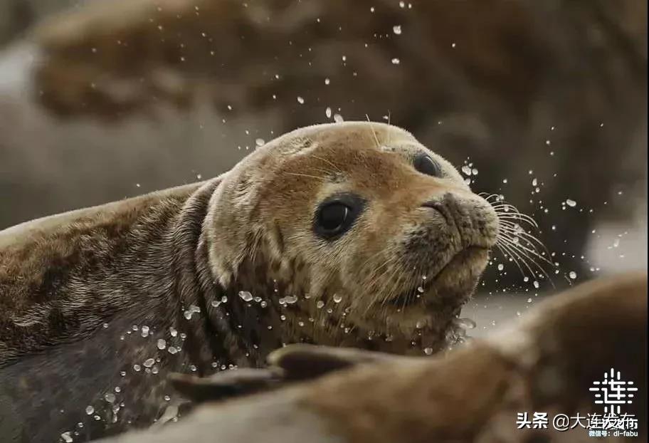 大连的海会冻冰吗,大连真实的海