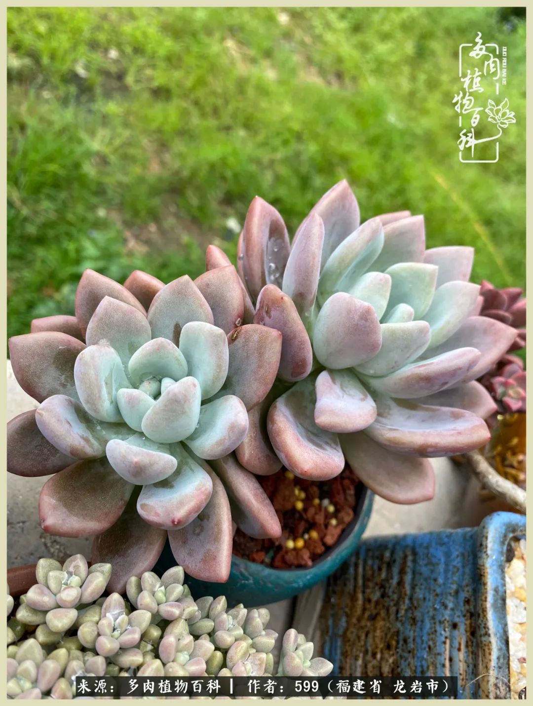 生活需求努力也需求花草,所有的热爱都需求不遗余力图片