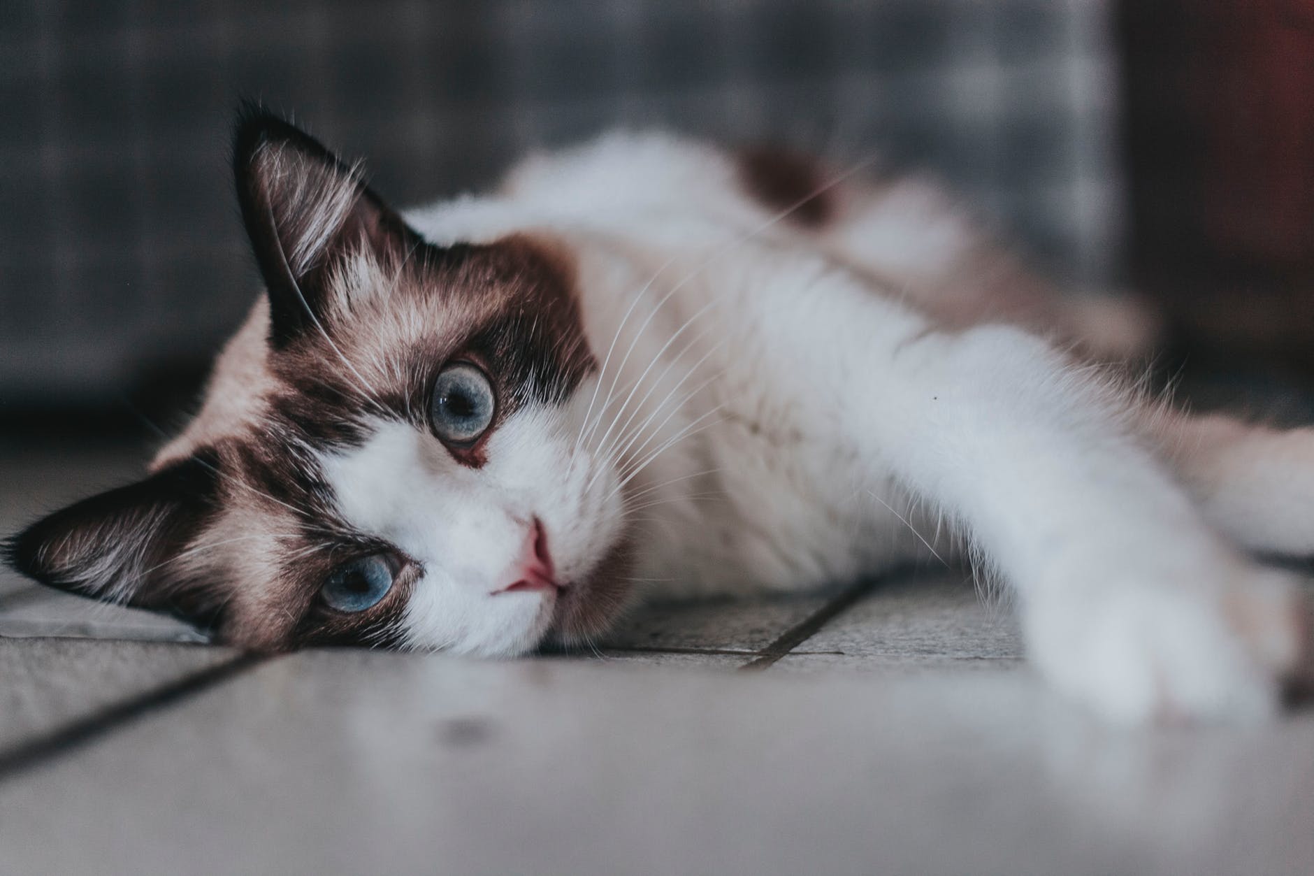 公猫绝育手术后猫咪大便有血,猫咪绝育手术后要吃止疼药吗
