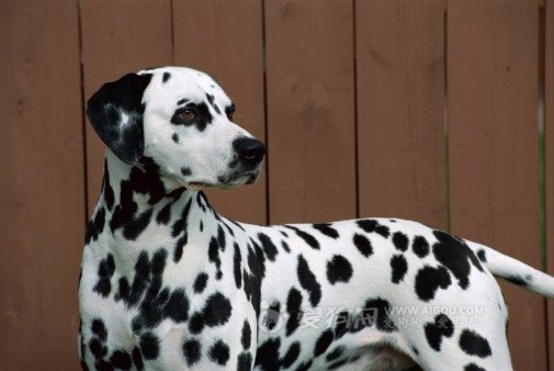 每日一犬,大麦町犬和小麦町犬的区分