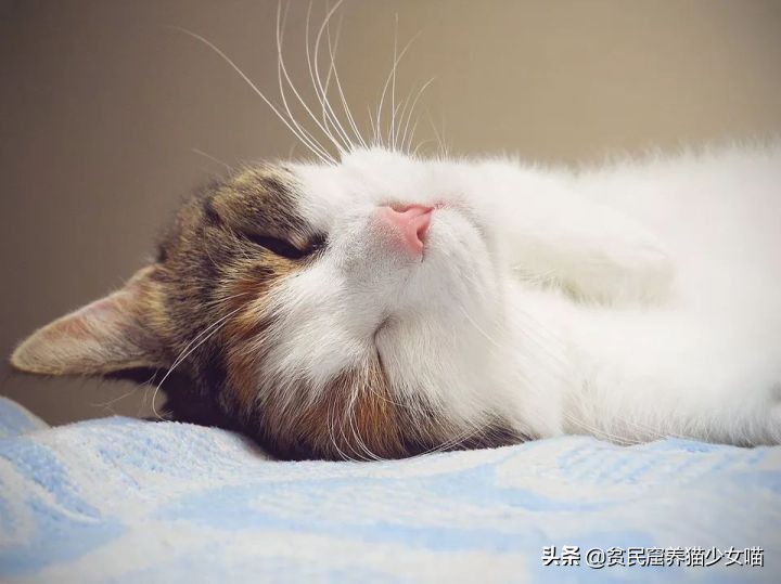 猫咪黑下巴抹红霉素软膏还是眼膏,猫咪黑下巴到底怎么治