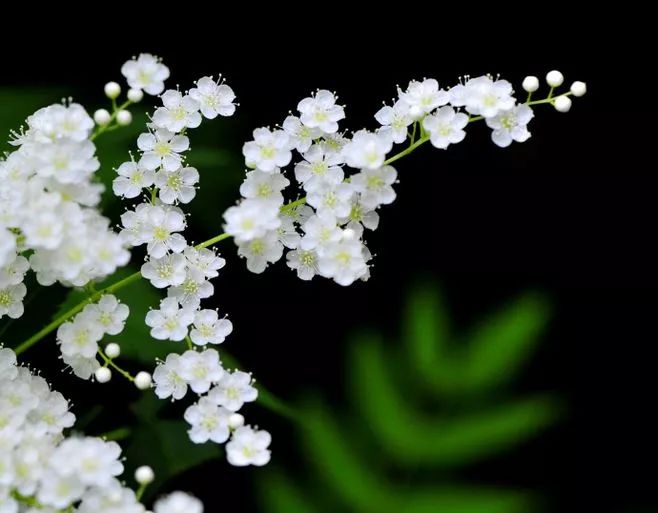 50种鲜切花花语，每个花艺师都要知道