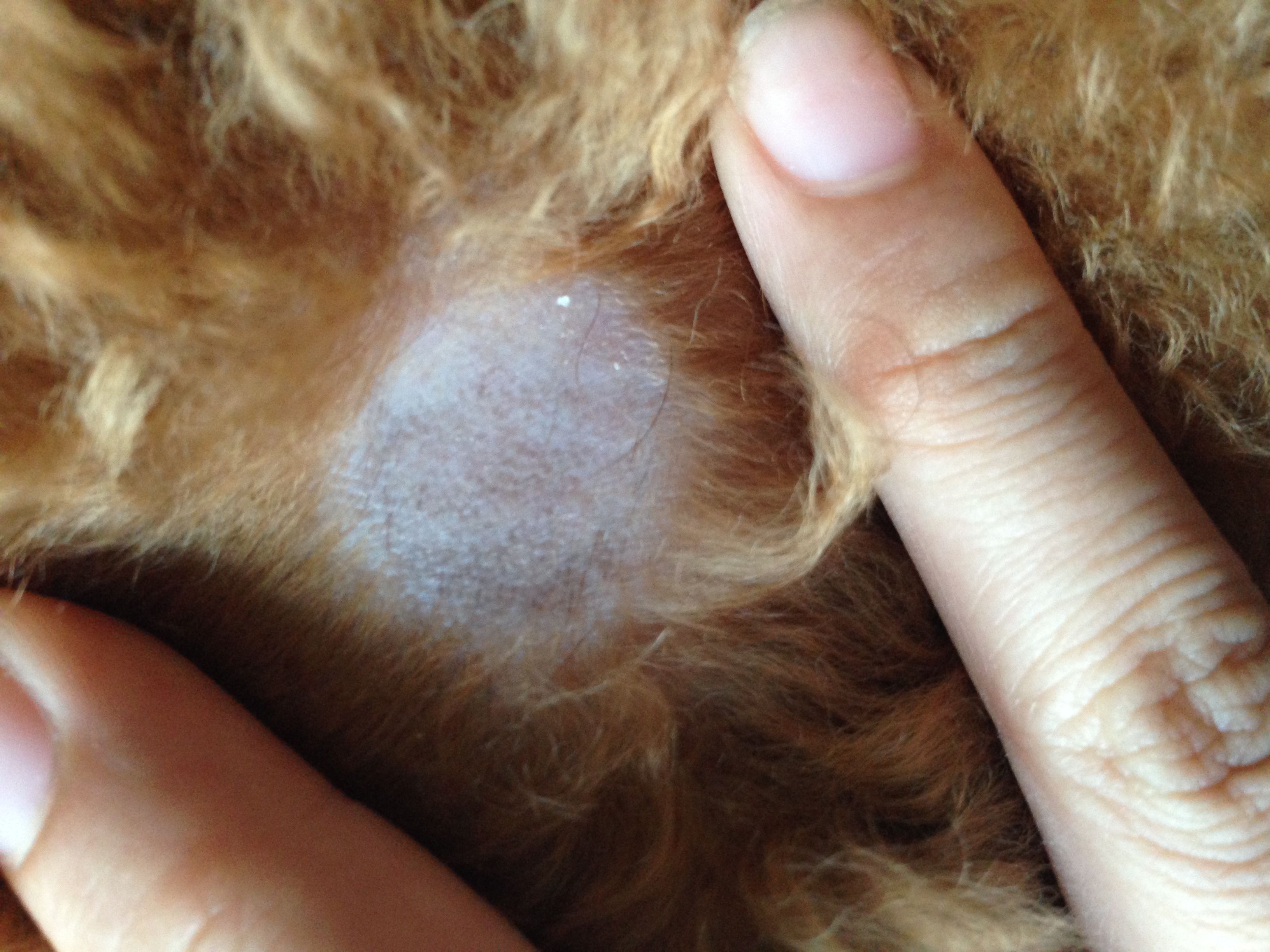 养贵宾犬的十大禁忌,新手养贵宾犬的十大禁忌