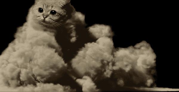 猫咪在床单上拉臭臭,猫咪上了厕所弄得家里很臭