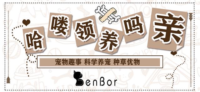 养狗管理条例什么时候实施,养狗条例哪年颁布的