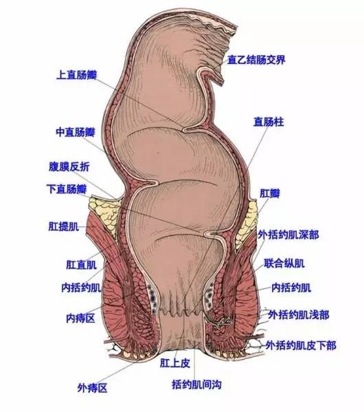 肛门塞异物很刺激？医生忙说：别乱来，快感之后全是悲伤