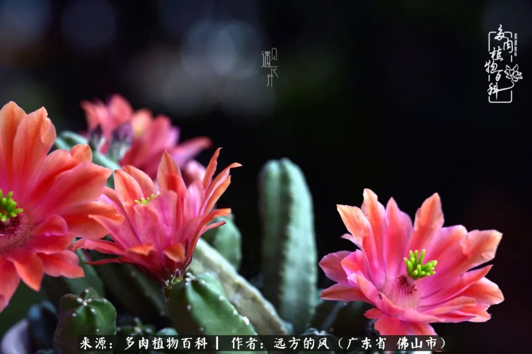 那些花儿在每个角落静静为你开着,那些花儿在每个角落静静地绽放