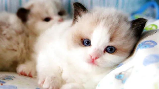 早产小猫危险期,早产小猫原因分析