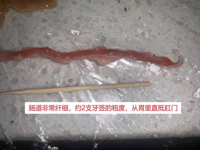 立达五彩金龙值多少钱,立达七彩过背金龙