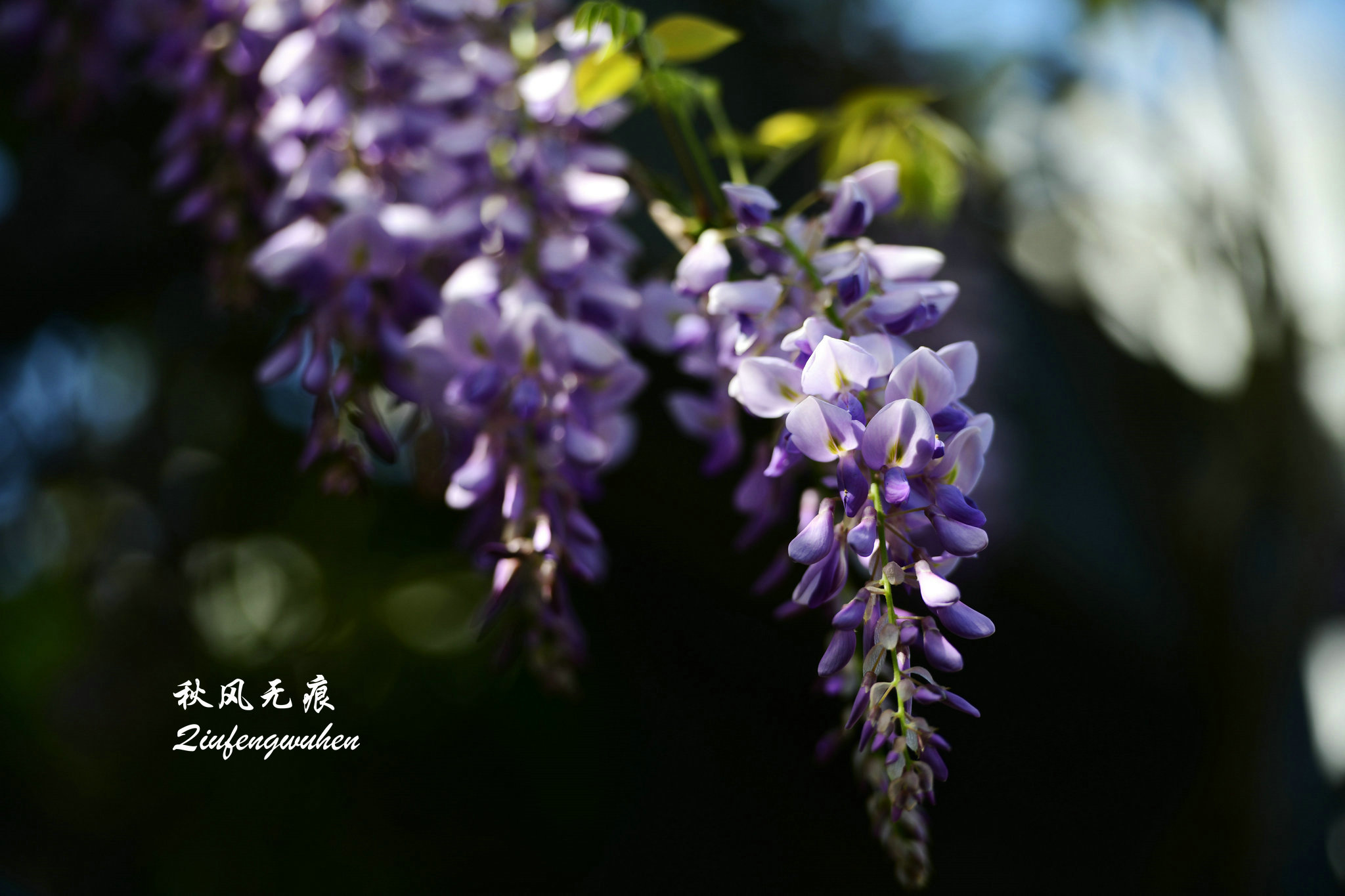 四月的春风西安,四月春风里的樱花