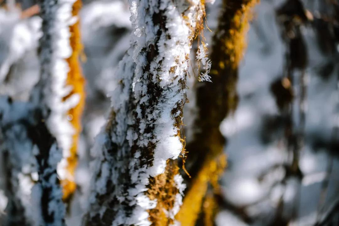 成都天台山景区自驾游攻略,成都天台山玩雪