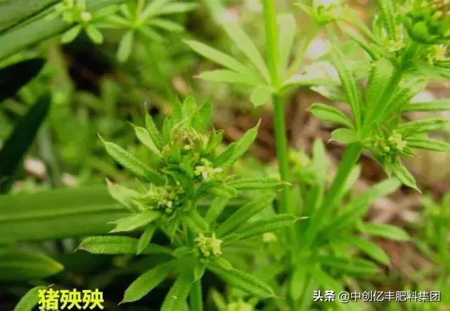 地里的野菜不认识拍照片怎么查,农田常见100种杂草图谱名称及作用