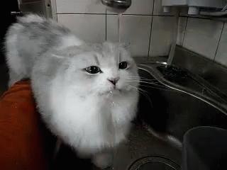 猫咪爱喝水泌尿系统会出问题吗,猫泌尿严重时吃左氧氟沙星有救吗