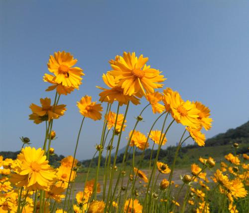 适合养老桩的菊花,适合室内养的小菊花