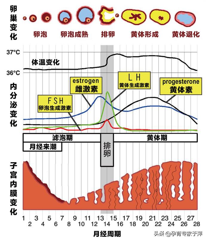 于萍：多囊卵巢综合征怎么治？看看这2个病例就知道了