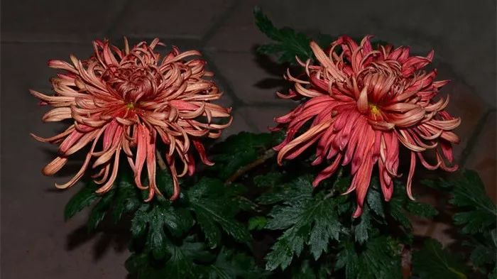 深秋时节的菊花展诗情画意,秋日赏菊30幅菊花图