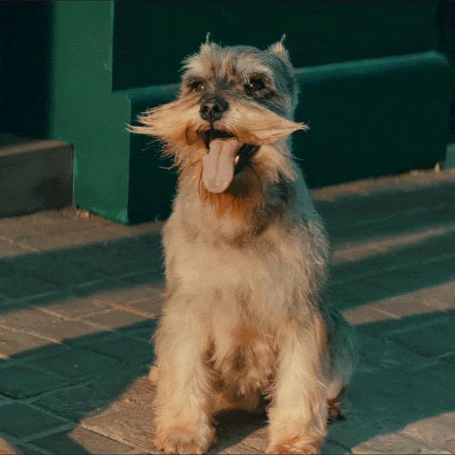吐舌头的猫是有病吗,吐舌头的喵星人