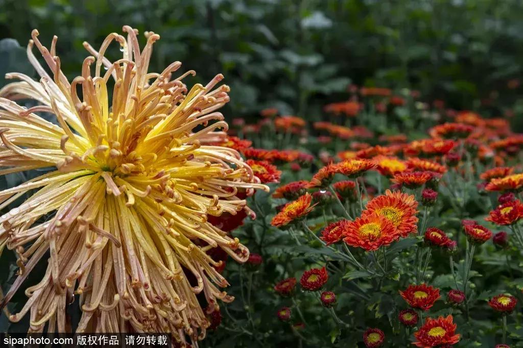 最美的菊花品种大全及价格,世界上最美的八十种菊花大全