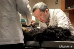猫和狗耳朵外观有什么区分,耳朵内感觉有虫子爬怎么办