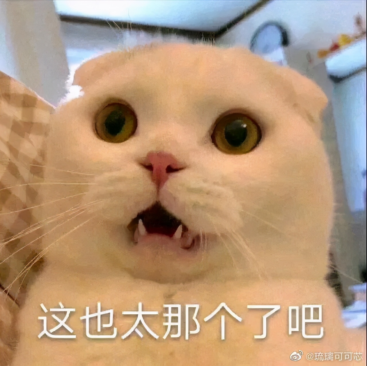 房东不让养猫叫我搬家合理吗,如何询问房东能不能养宠物