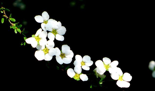 50种鲜切花花语，每个花艺师都要知道