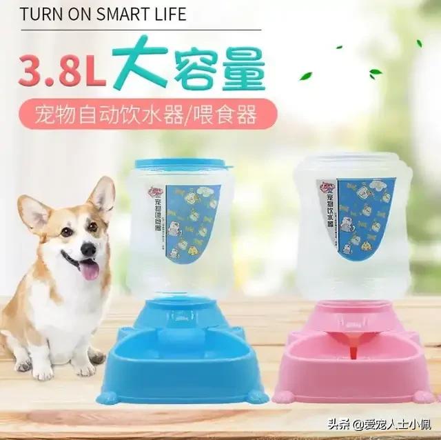 猫咪能感受其他猫咪生病了吗,猫咪总流眼泪是什么原因呢