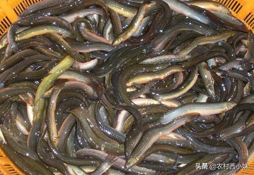 帆布池养殖泥鳅水霉病的防治,泥鳅养殖常见疾病的防治方法