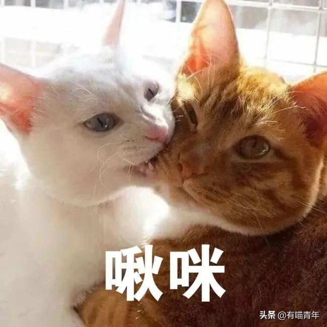 网红绑猫*藏西**骑行求关注，遭网友质疑回怼：比在家里刺激多了