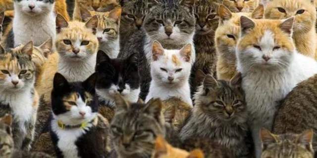 日本猫岛撸猫必备短片,日本东京免费撸猫的地方