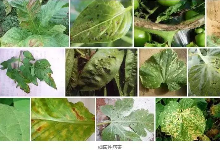 细菌病害最好的药,预防细菌病害用什么药