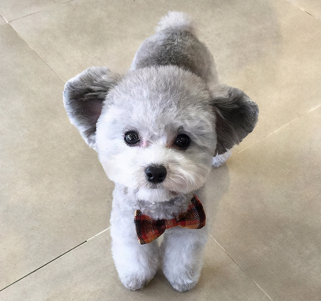 养贵宾犬的十大禁忌,新手养贵宾犬的十大禁忌