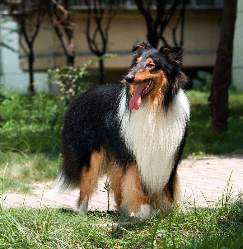 各品种犬最常见的遗传缺陷，在养待养的都看一下