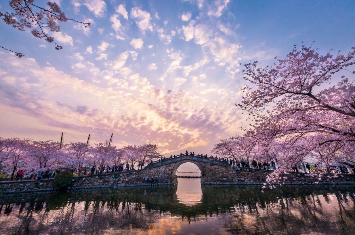 无锡鼋头渚赏樱花旅游攻略,推荐去无锡鼋头渚赏樱花的缘由