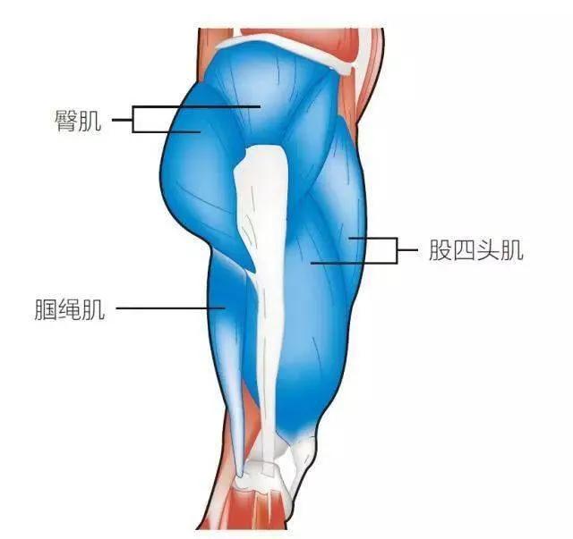 顽固体质的大粗腿怎么瘦下来,顽固腿粗怎么都减不下来咋办