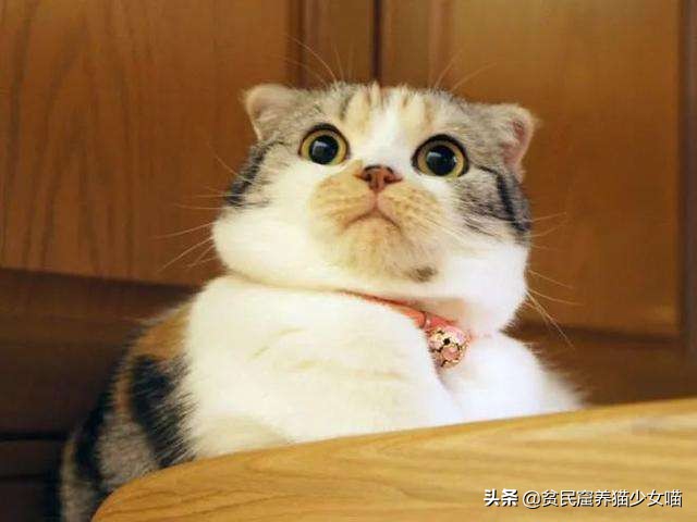 猫咪黑下巴抹红霉素软膏还是眼膏,猫咪黑下巴到底怎么治