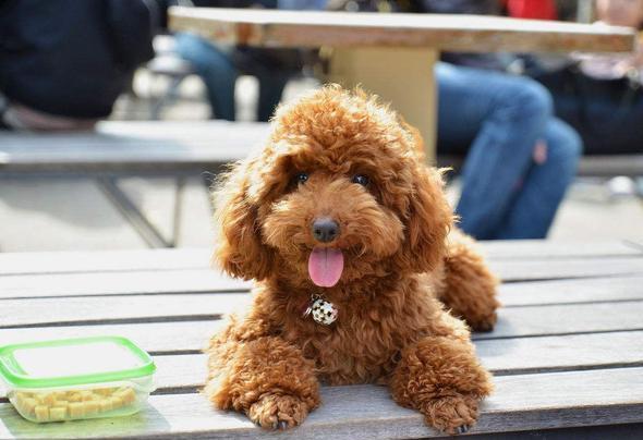 小型犬都容易得皮肤病吗,小型犬都有基因缺陷