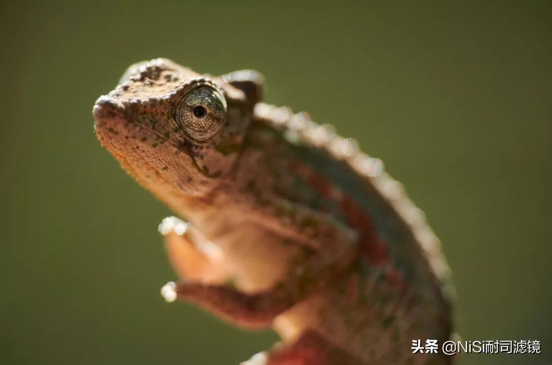 南非NiSi官方大使近摄镜使用心得