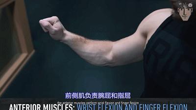 手臂看起来不粗？可能是小臂不发达！送你一份小臂训练攻略