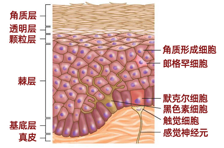 表皮生长因子修复角质层能用多久,表皮角质化细胞