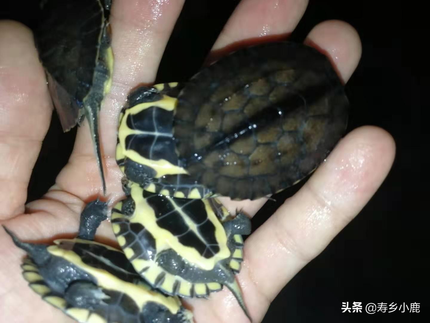 比较大的石金钱龟怎么养,怎么养石金钱龟才是正确的