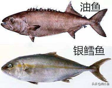 科普深海鱼图,鳕鱼和真鳕的区分